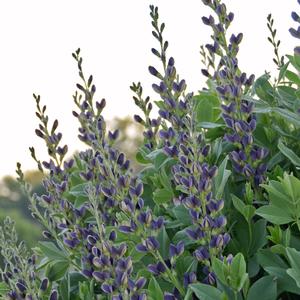 Baptisia australis Indigo Spires