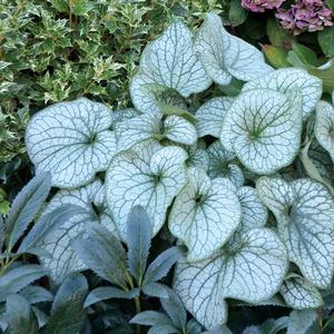 Brunnera macrophylla Alexander's Great