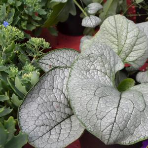 Brunnera macrophylla Sea Heart