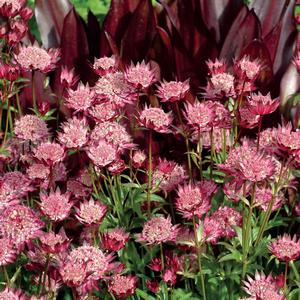 Astrantia major Hadspen Blood