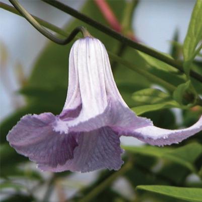 Clematis Betty Corning