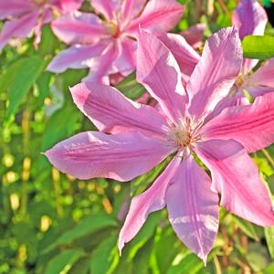 Clematis Pink Fantasy