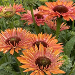 Echinacea Sunseekers Rainbow