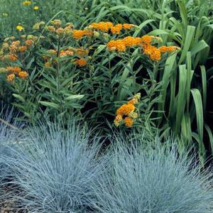 GR Festuca ovina glauca Elijah Blue