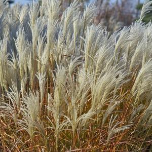 Miscanthus Purpurascens