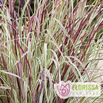 GR Schizachyrium scoparium Chameleon