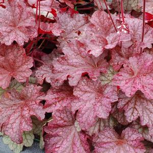 Heuchera Berry Smoothie