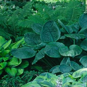 Hosta Blue Umbrellas