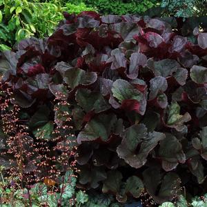 Ligularia dentata Britt Marie Crawford