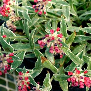 Pulmonaria Raspberry Frost