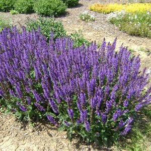 Salvia (per) nemorosa Blue by You