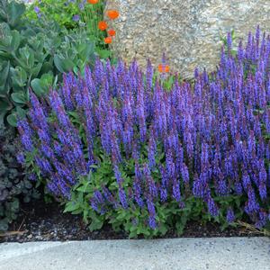 Salvia (per) nemorosa Sensation™ Sky Blue