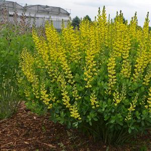 Baptisia American Goldfinch