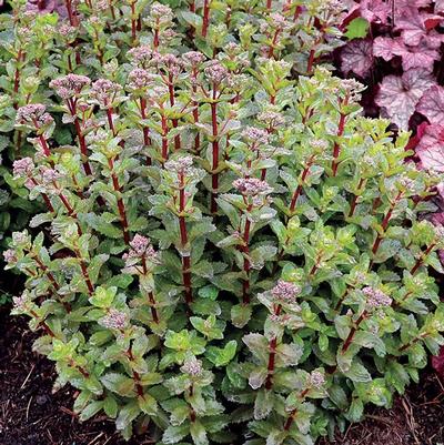 Sedum telephium Double Martini