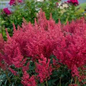 Astilbe japonica Montgomery