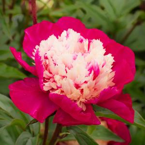 Paeonia lactiflora White Cap