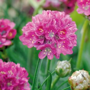 Armeria maritima Morning Star Deep Rose