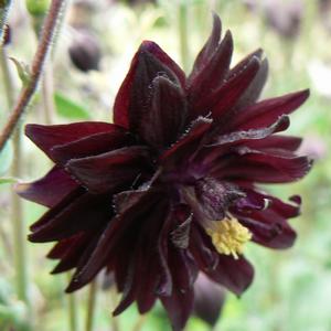 Aquilegia vulgaris Black Barlow