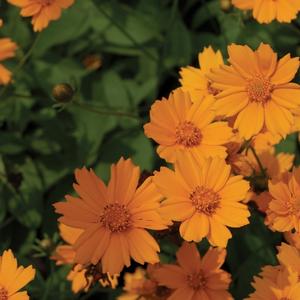 Coreopsis auriculata Nana