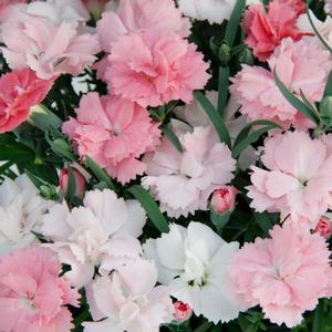 Dianthus (per) Everlast™ Pink to White