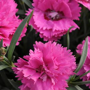 Dianthus (per) Everlast™ Orchid