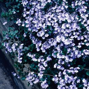 Veronica peduncularis Waterperry Blue