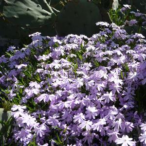 Phlox (per) subulata Emerald Blue