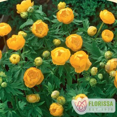 Trollius x cultorum Orange Princess