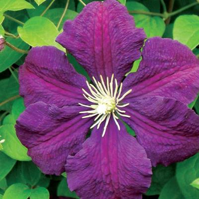 Clematis Jackmanii Superba