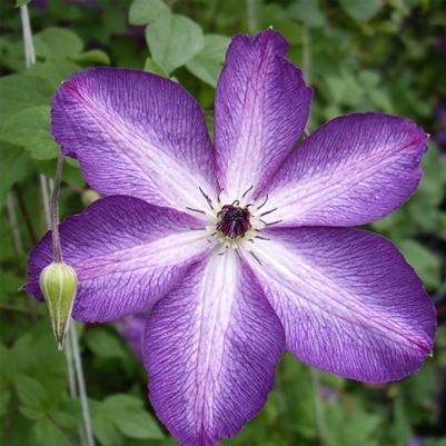 Clematis viticella Venosa Violacea