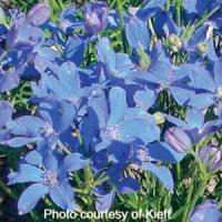 Delphinium grandiflorum Blue Mirror