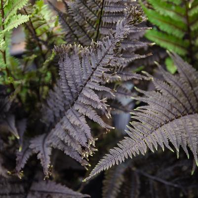 Athyrium Aubergine Lady