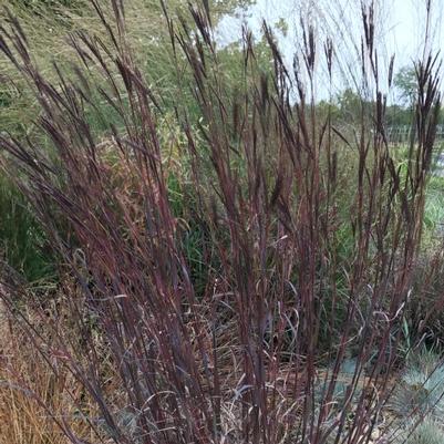 Andropogon gerardii Balckhawks