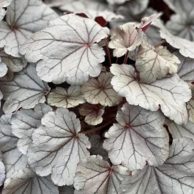 Heuchera Indian Summer Silverberry