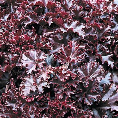 Heuchera Melting Fire