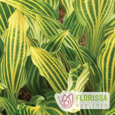 Hosta Siberian Tiger