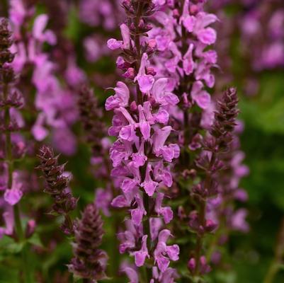 Salvia (per) nemorosa Sensation™ Rose Marvel