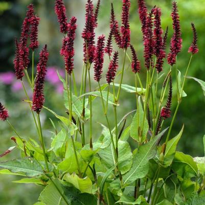 Persicaria amplexicaulis Blackfield