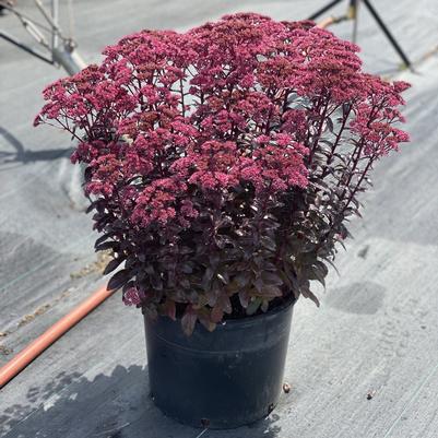 Sedum Nova Cherry Fizz