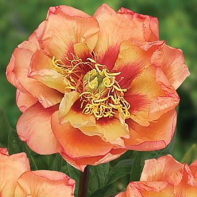 Paeonia Orange Victory