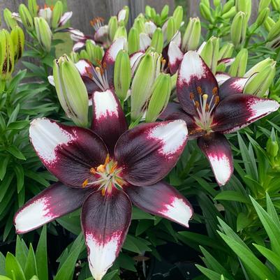 Lilium asiaticum Lily Looks Tiny Halo Eclipse