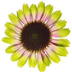 Echinacea Prairie Blaze Vintage Lime