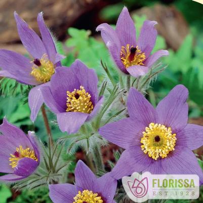 Pulsatilla vulgaris Violet