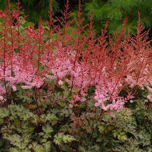 Astilbe chinensis Delft Lace