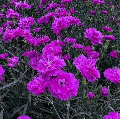 Dianthus (per) gratianopolianus Pink Fire