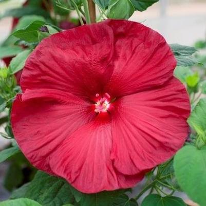 Hibiscus Honeymoon Deep Red