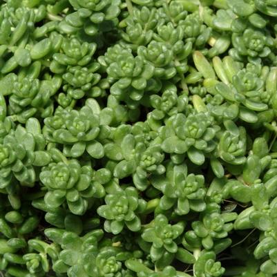 Sedum album Athoum