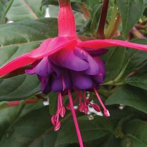 Fuchsia Dollar Princess