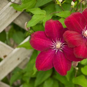 Clematis Rouge Cardinal