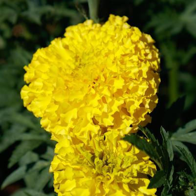 Marigold tagetes erecta Coco™ Series